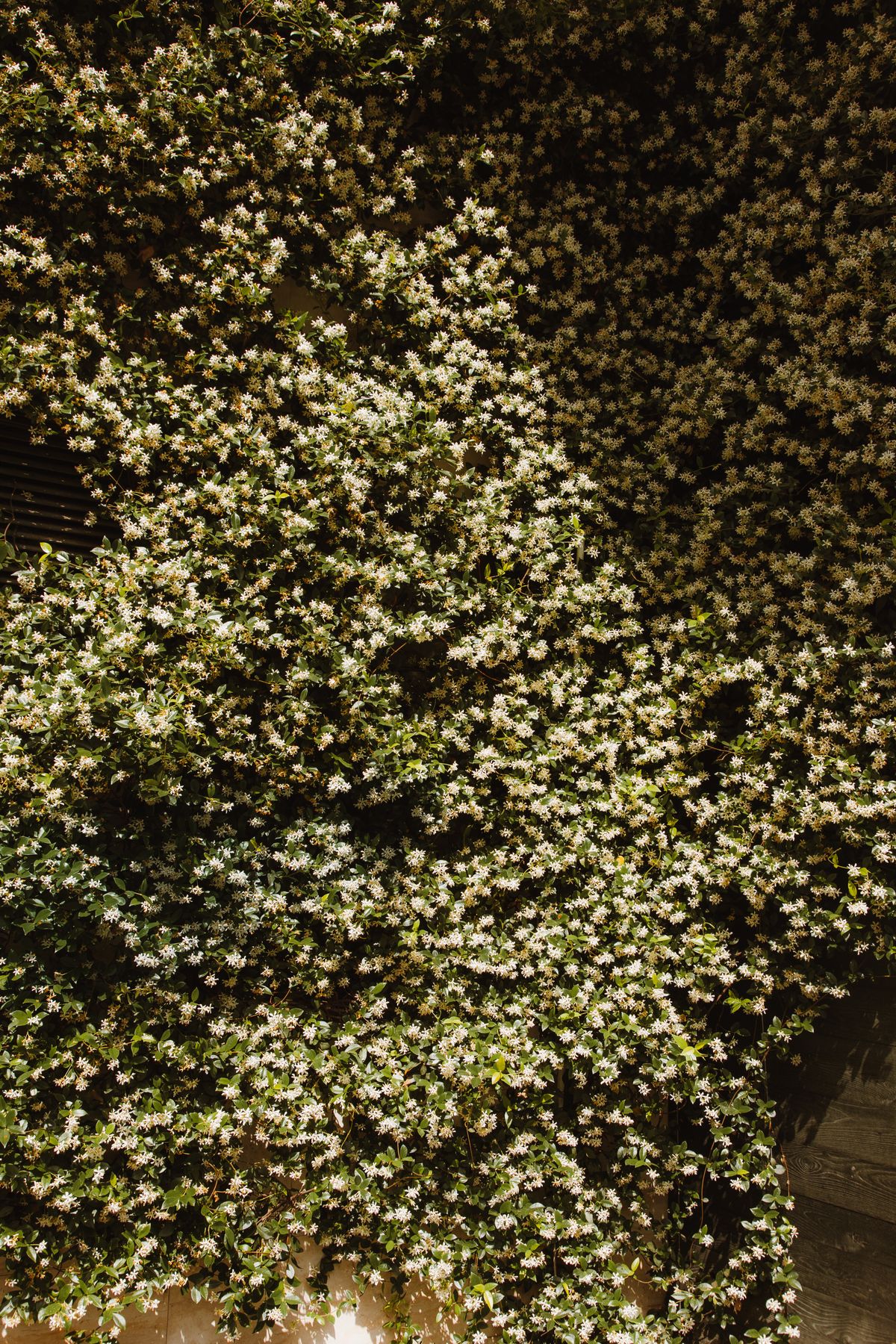 White jasmine and greenery flower wall for evening events