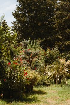 A vibrant garden scene showcasing diverse plants and trees under sunny skies.