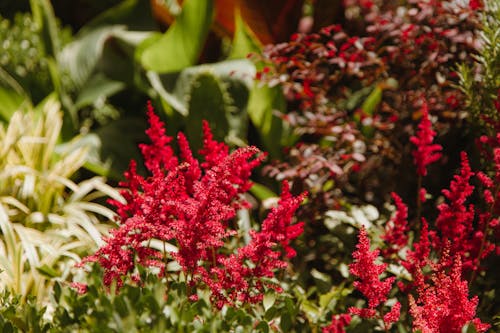 Bezpłatne Darmowe zdjęcie z galerii z czerwone kwiaty, delikatny, flora Zdjęcie z galerii