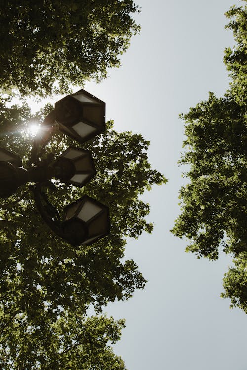 Photos gratuites de à contre-jour, contre-plongée, lampadaire