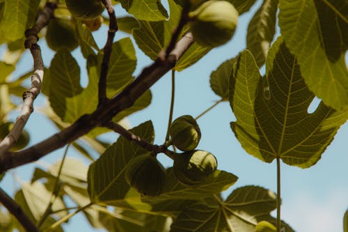 Free Close-Up Photo of Fig Fruit Stock Photo