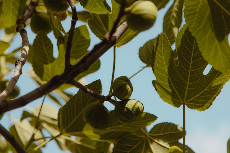 Close-Up Photo Of Fig Fruit