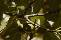 Green Round Fruit Hanging on the Tree Branch