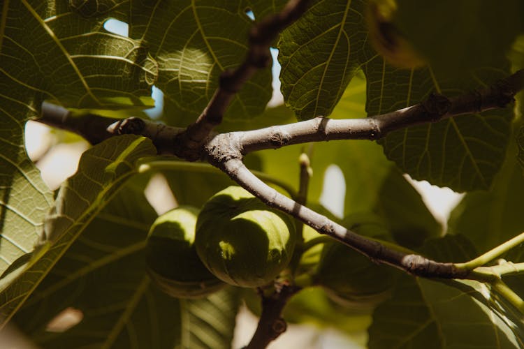 Green Round Fruit Hanging On The Tree Branch 