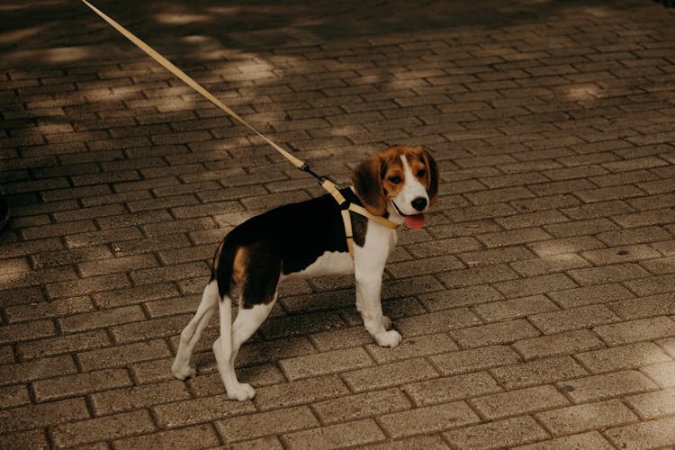 A Beagle Standing On A Brick Pavement