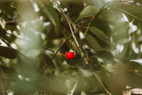 Free A vibrant red cherry amidst green leaves, captured in detail. Stock Photo