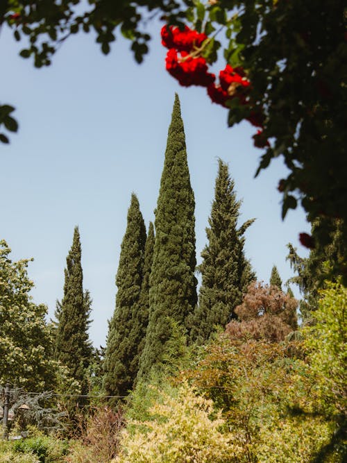 Tall Trees Under the Clear Blue Sky 