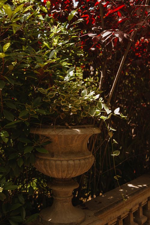 Free A decorative stone planter adorned with lush green plants illuminated by warm garden sunlight. Stock Photo