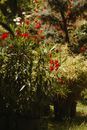 Red and White Flowers on Green Grass