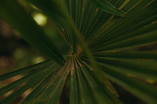 Green Leaf Plant in Close Up Photography