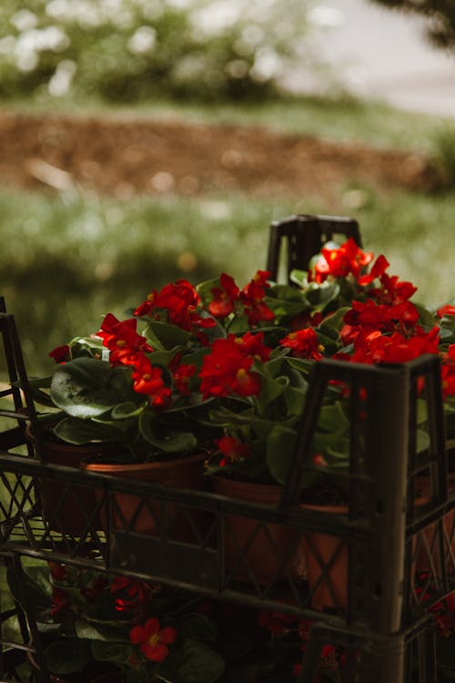 Photos gratuites de casserole, composition florale, fleurs rouges