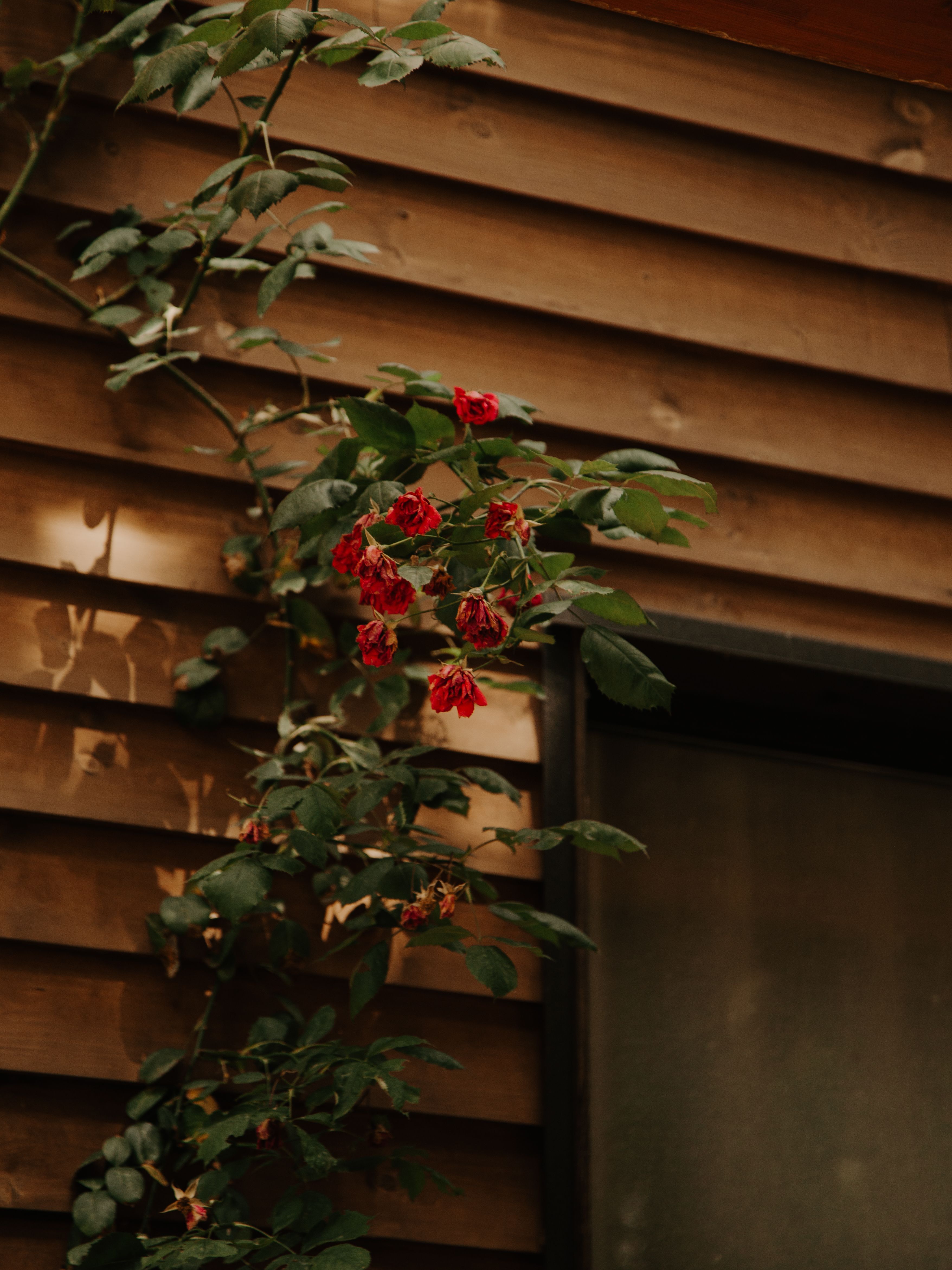 Vibrant red roses embellish a rustic wooden wall with natural lighting.