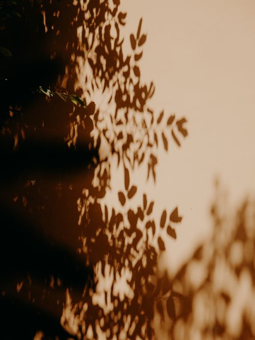 Free Dramatic leaf silhouettes create an artistic pattern on a beige wall during sunset. Stock Photo