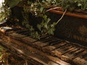 Green Leaves on Brown Wooden Frame