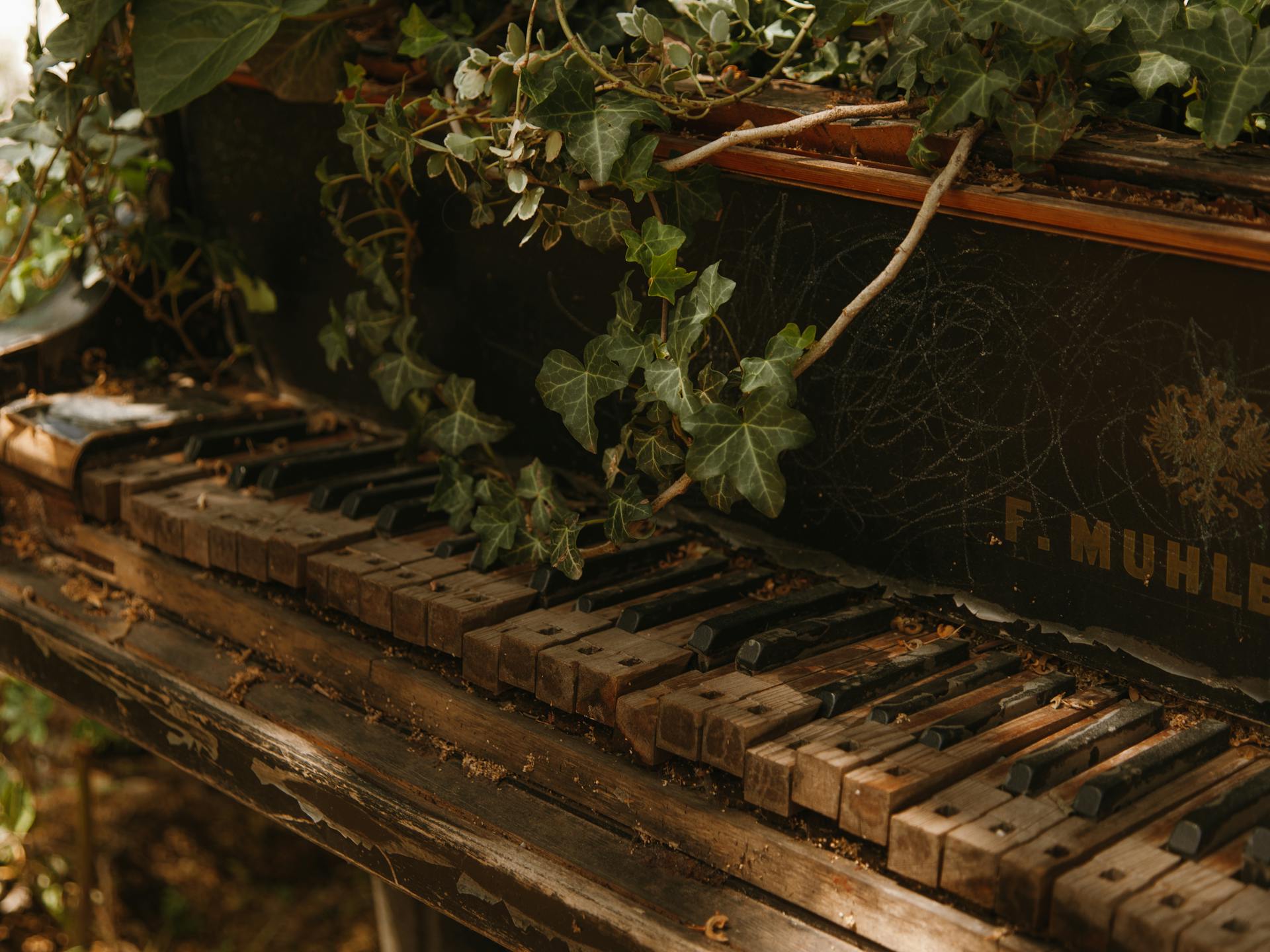 Plants Growing on Top of the Abandoned Piano