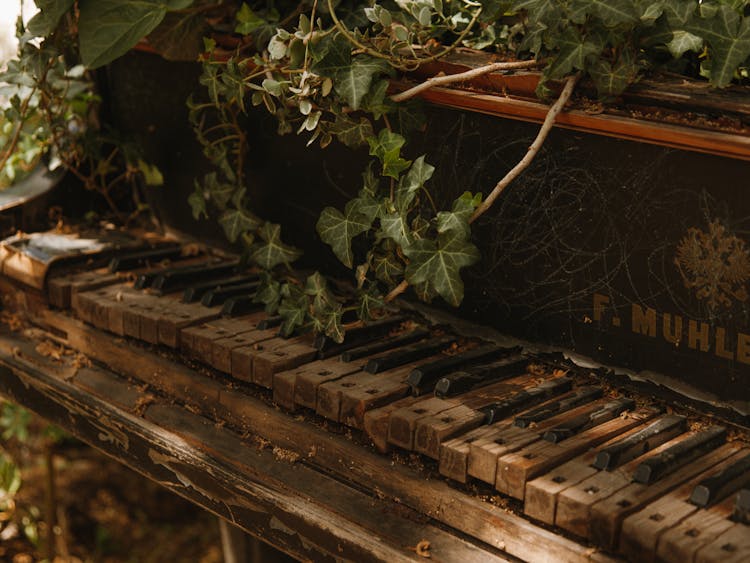 Plants Growing On Top Of The Abandoned Piano 