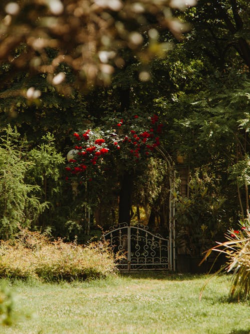 Bezpłatne Darmowe zdjęcie z galerii z czerwone kwiaty, łuk, metalowa brama Zdjęcie z galerii