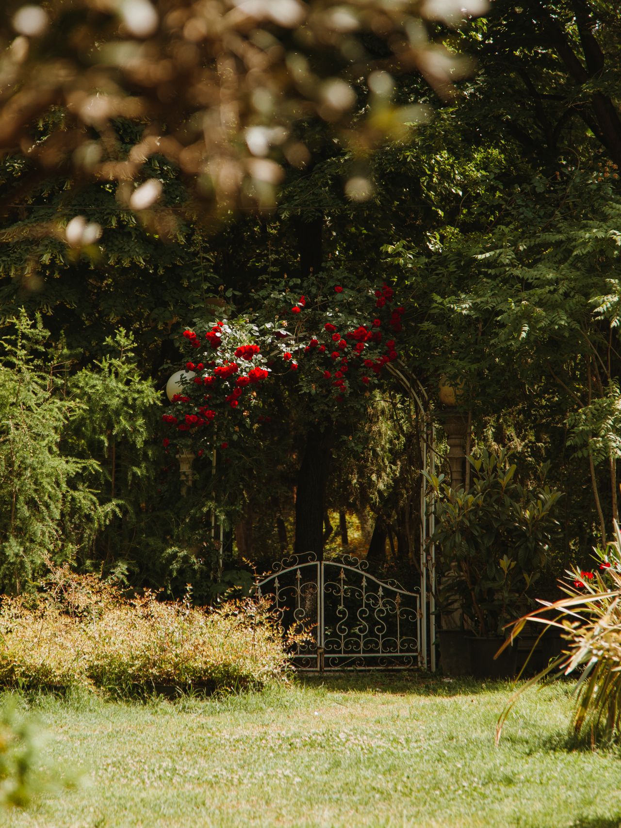 Metal garden gate covered with red climbing roses
