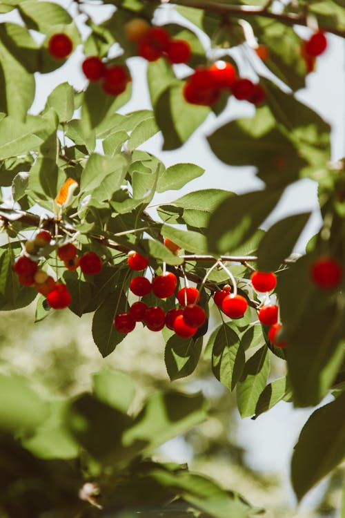 Close-Up Photo of Cherries on Tree