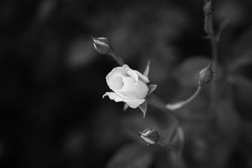 Monochrome Photo of Flower Near Buds