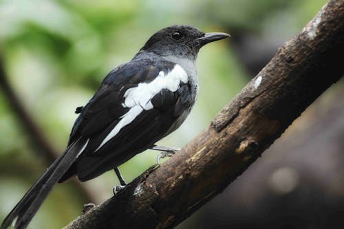Gratis Blackbird Berbahu Putih Foto Stok