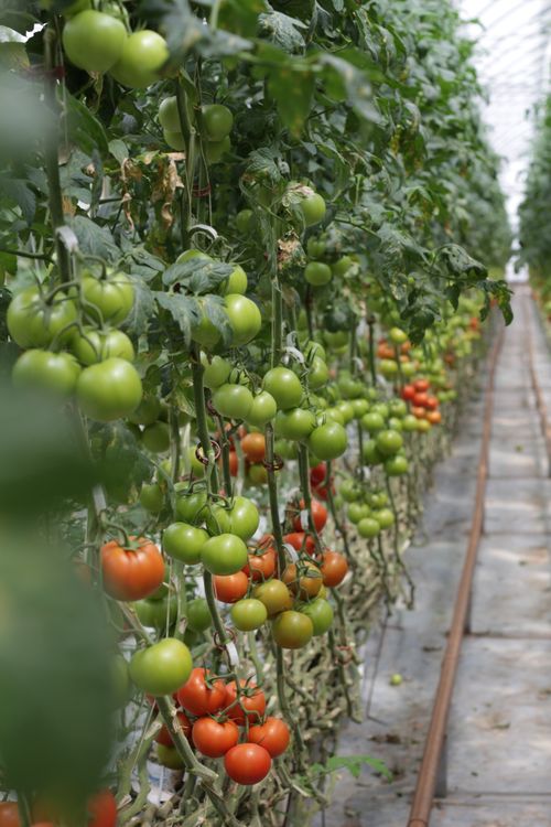 Free Rows of vibrant tomato plants in a greenhouse showcasing healthy growth and ripe fruit. Stock Photo