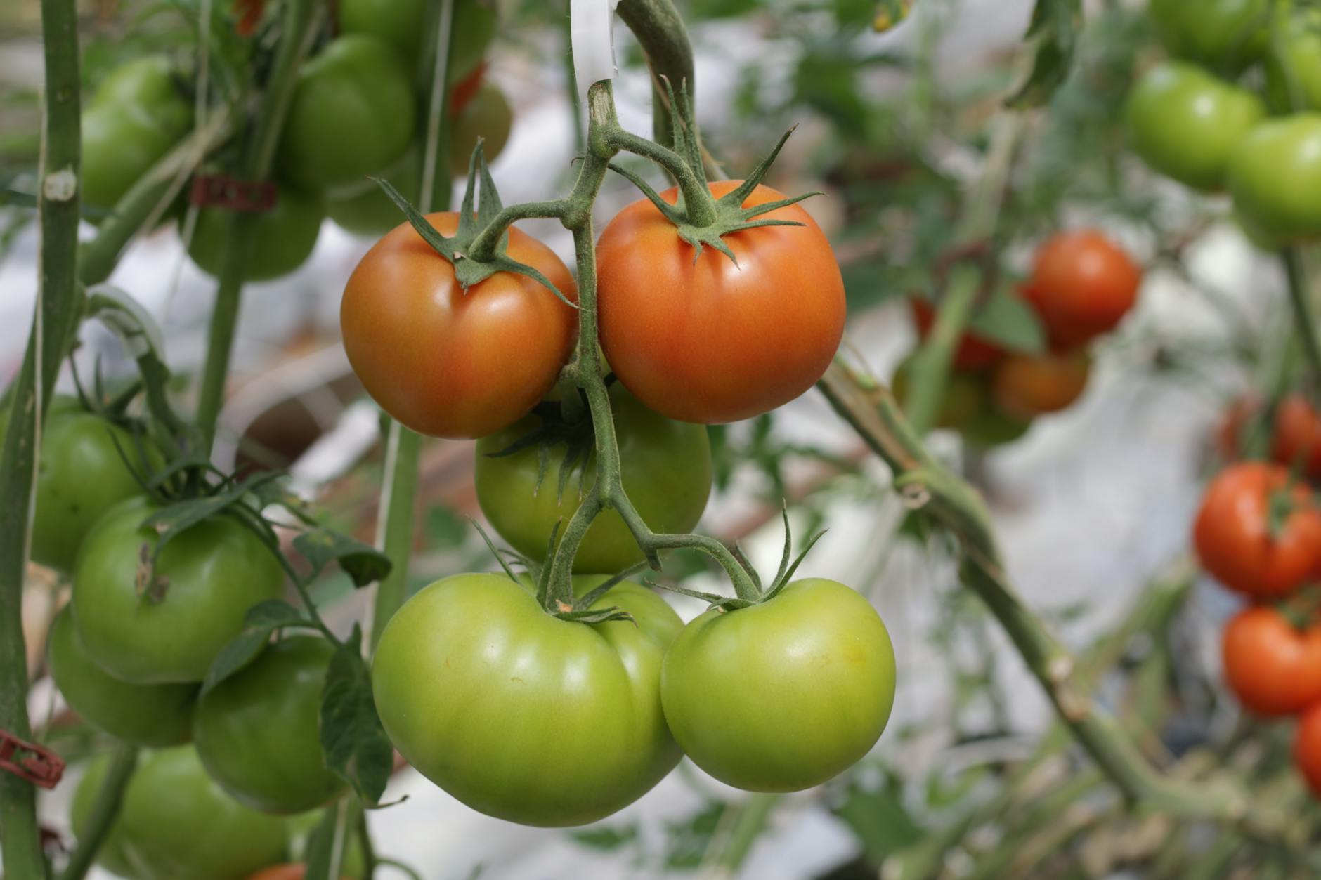 Sturdy Tomato Seedlings Under Grow Light Healthy, compact tomato seedlings with strong stems under a grow light.