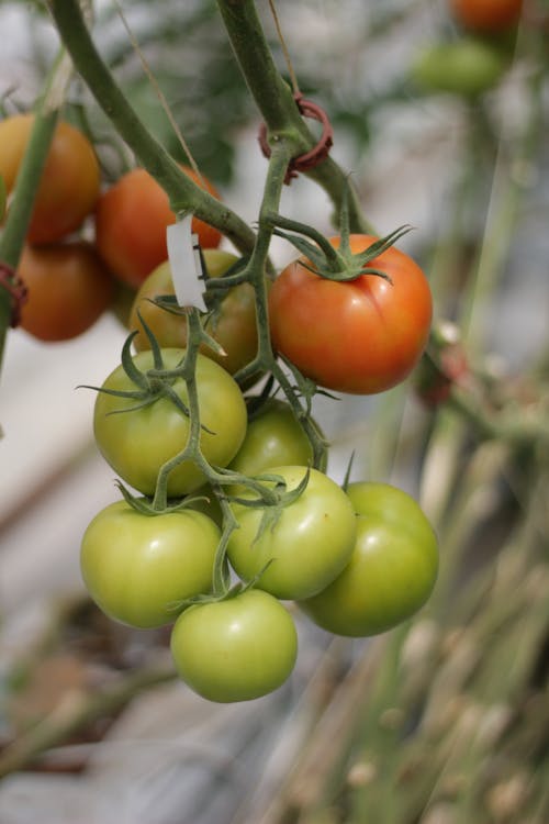 Close-up of Tomatoes on a Branch 