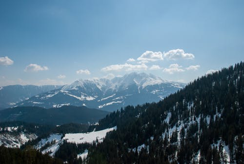 Evergreen Trees in the Snow Covered Mountain Forest