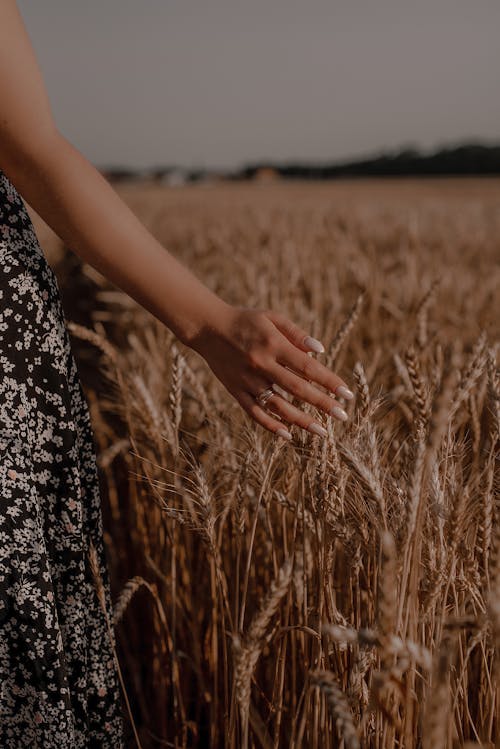Close-up of Woman Walking Through a Wheat Field 