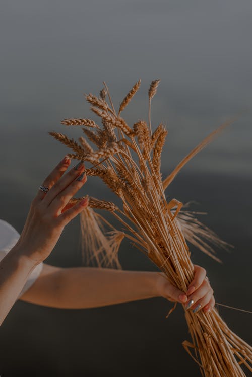 Základová fotografie zdarma na téma dotýkání, držení, pšenice