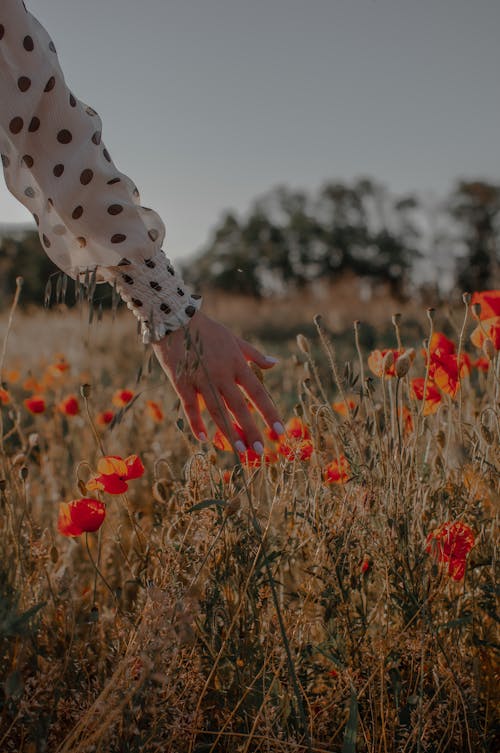 Gratuit Imagine de stoc gratuită din atinge, câmp, floră Fotografie de stoc