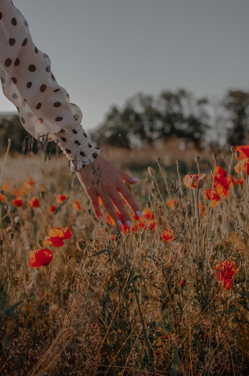 Photo of a Woman's Hands Touching Poppy Flowers