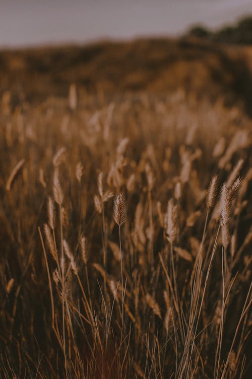 Close-up of Wheat in the Field 