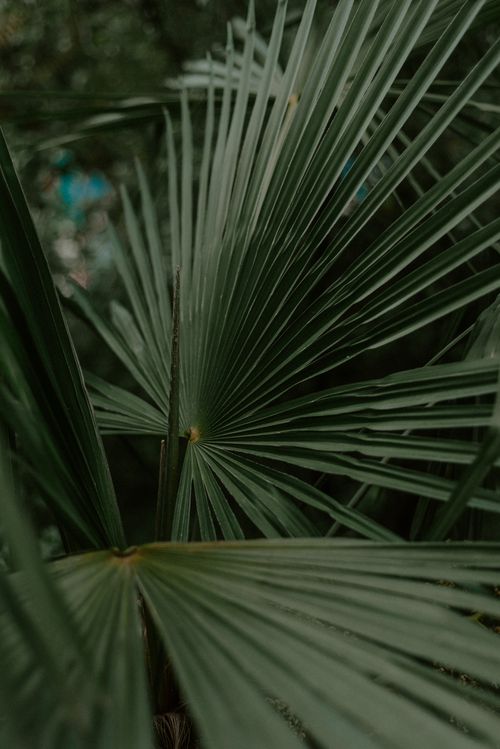 Free A detailed close-up of vibrant green palm leaves, showcasing their texture and natural growth. Stock Photo