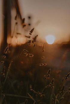 Close-up of grass silhouetted against a warm sunset, creating a peaceful nature scene.