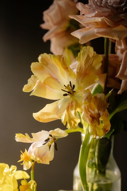 Free Close-up of vibrant yellow flowers with delicate petals and soft lighting. Stock Photo