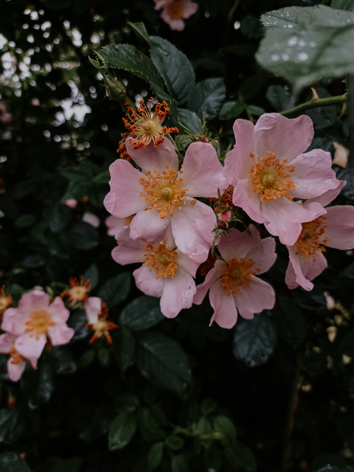 Free A close-up of vibrant pink roses in full bloom, showcasing intricate petal details and lush green leaves. Stock Photo
