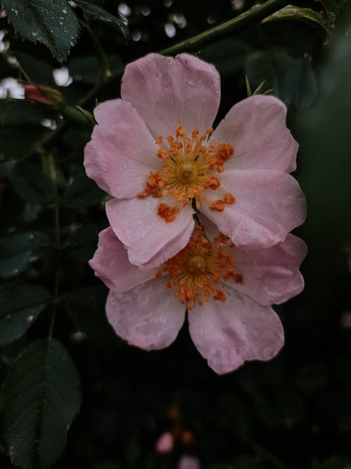 Kostnadsfri bild av blad, blommor, blomning