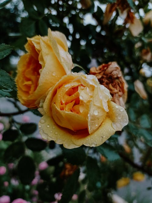 Yellow Roses with Raindrops