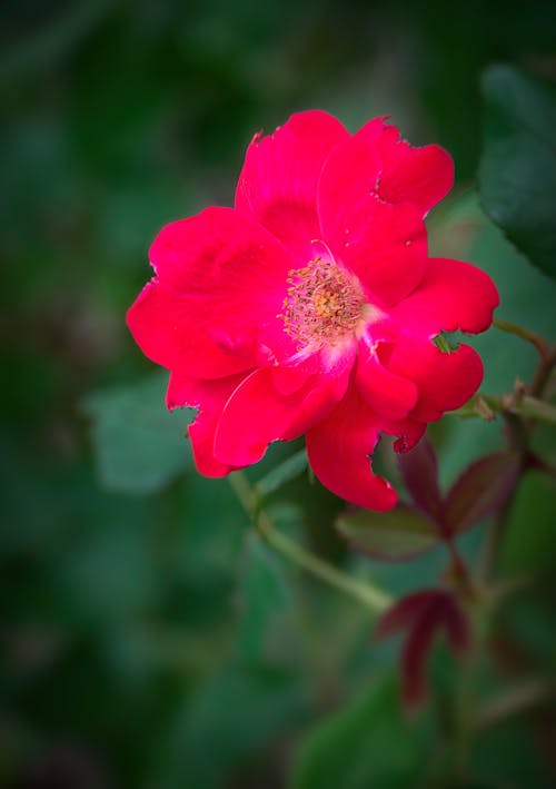 A Red Flower in Close-up Photography