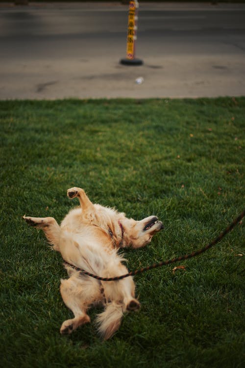 Free A Brown Dog Rolling on Grass Stock Photo