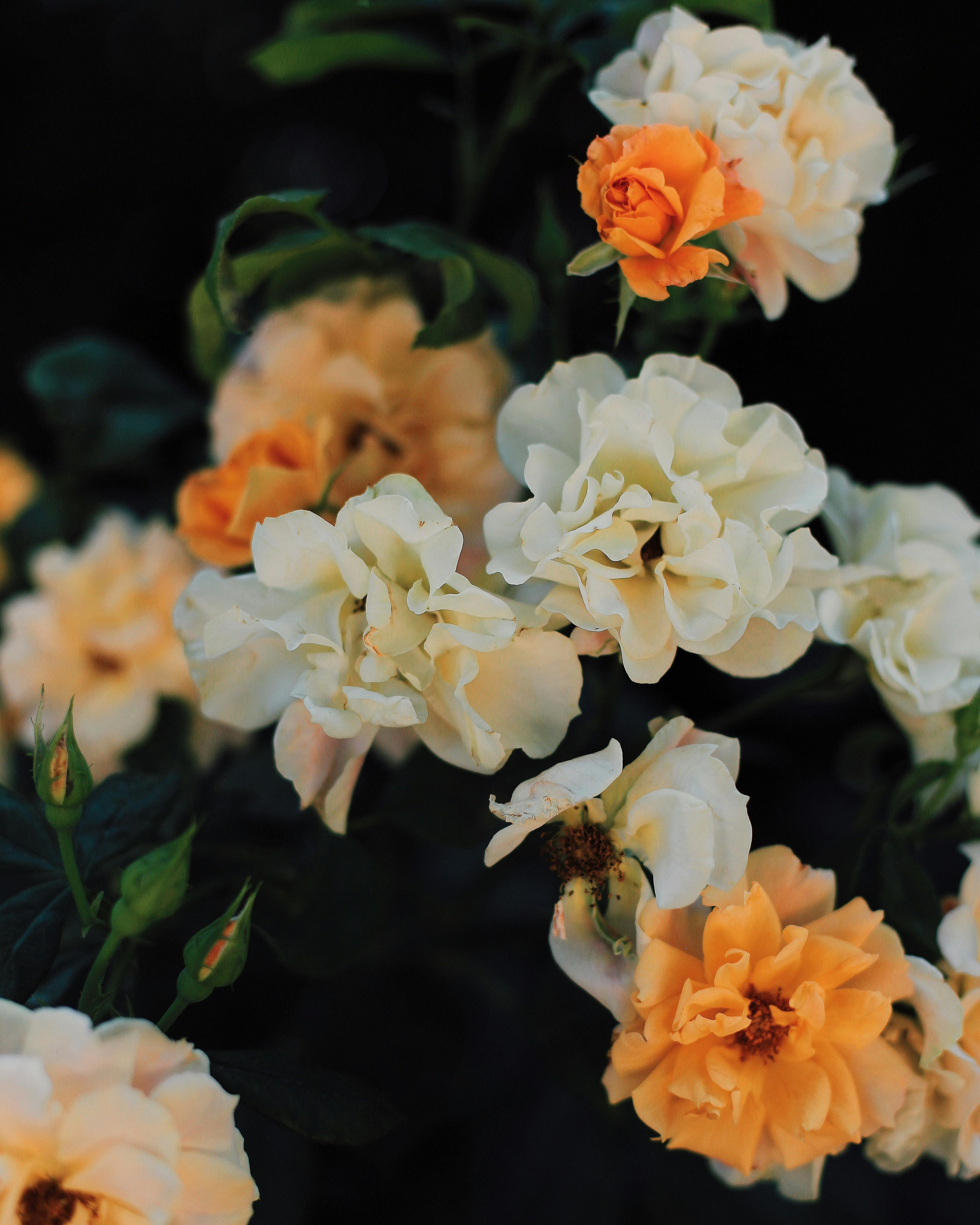 A vibrant close-up shot of blooming peonies showcasing their elegant petals and rich colors.