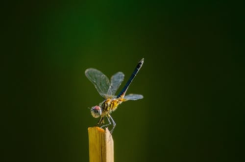 Základová fotografie zdarma na téma divočina, dřevěný, entomologie