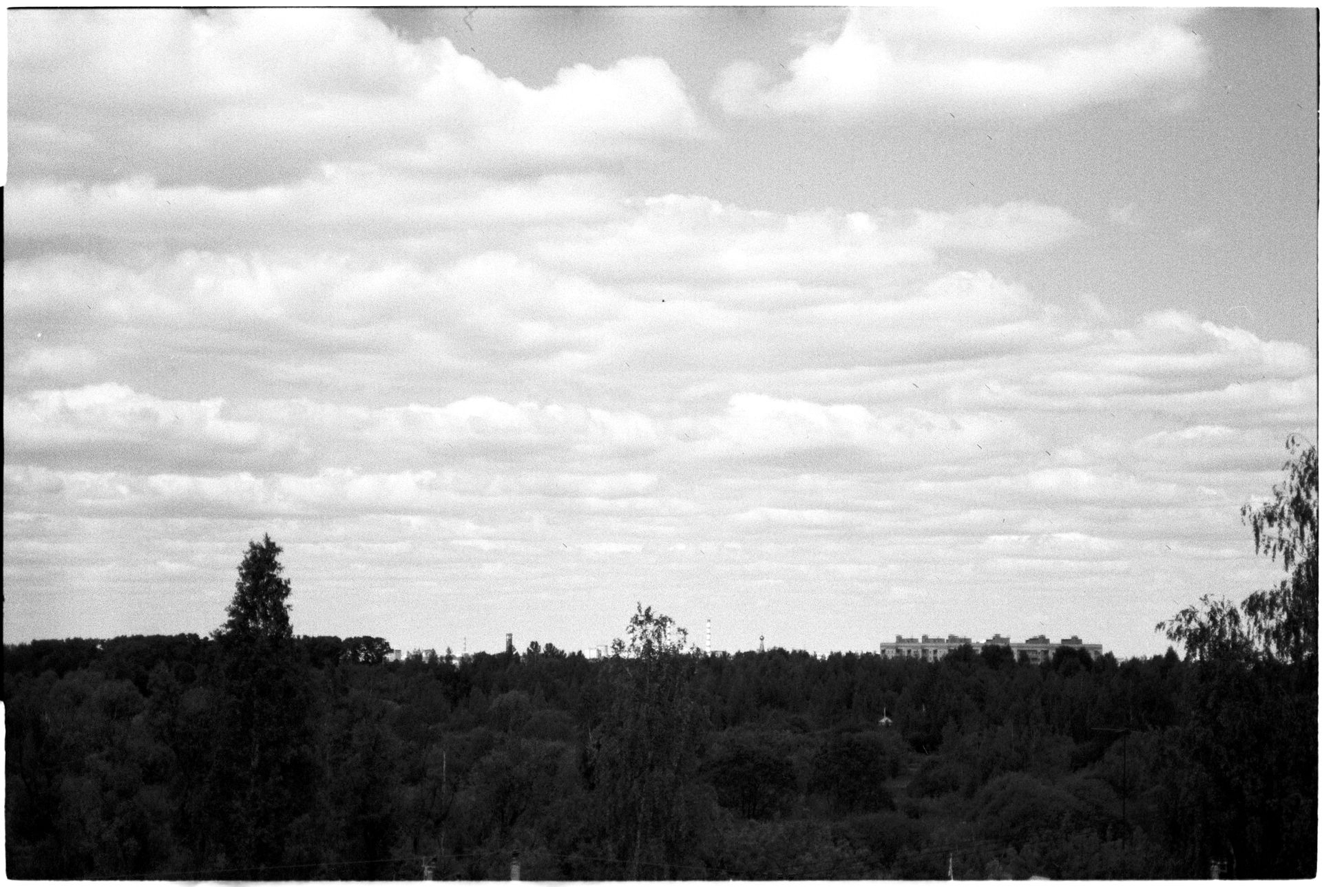 Grayscale Photo of Land Full Trees