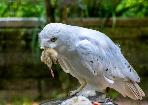 ハンター, ふくろう, 捕食者の無料の写真素材