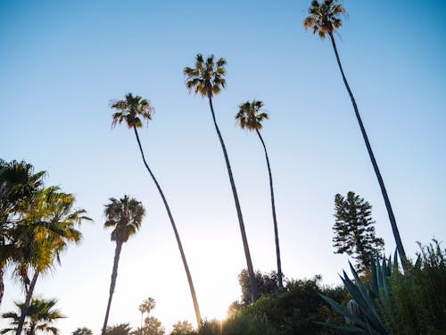 Gratis lagerfoto af blå himmel, palmer
