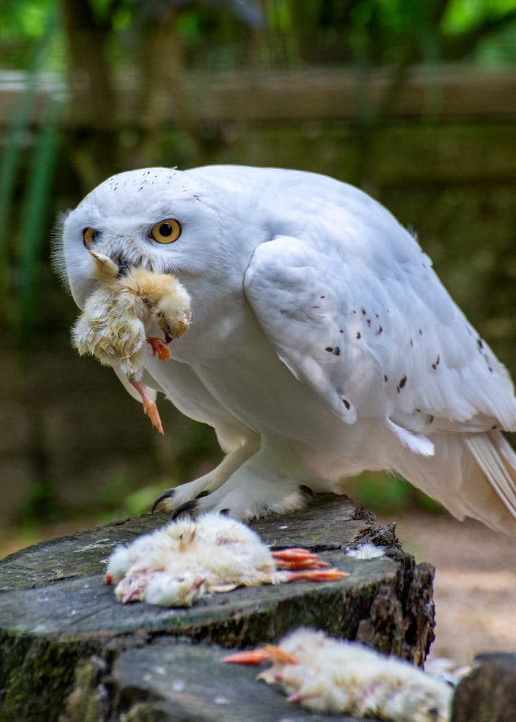 A White Owl Eating A Chic