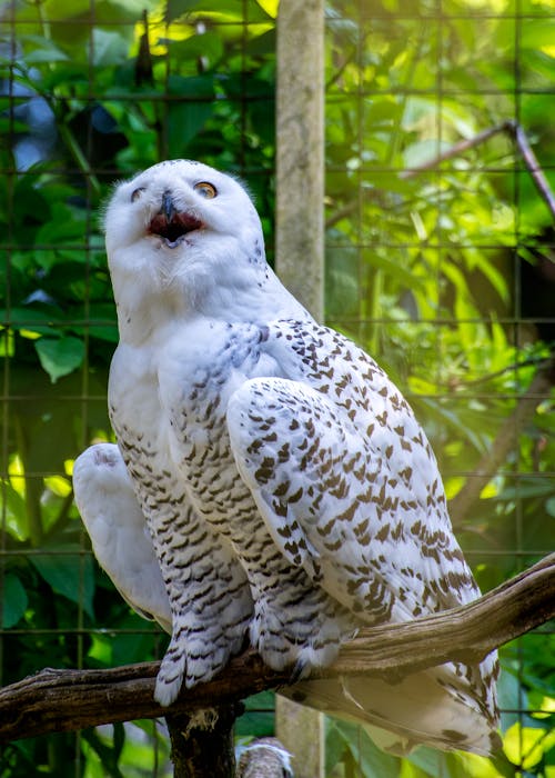 Ücretsiz baykuş, beyaz, hayvanat bahçesi içeren Ücretsiz stok fotoğraf Stok Fotoğraflar