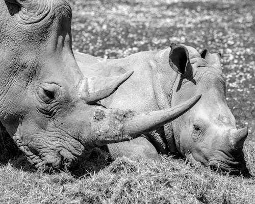 Free Grayscale Photo of Rhinoceroses on Grass Field Stock Photo